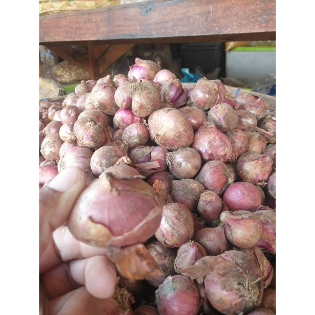 

bawang merah karet bali 1kg bawang merah gunung bawang merah lokal bawang karet bawang bali bawang merah cepogo bawang cepogo brambang bali brambang karet brambang cepogo