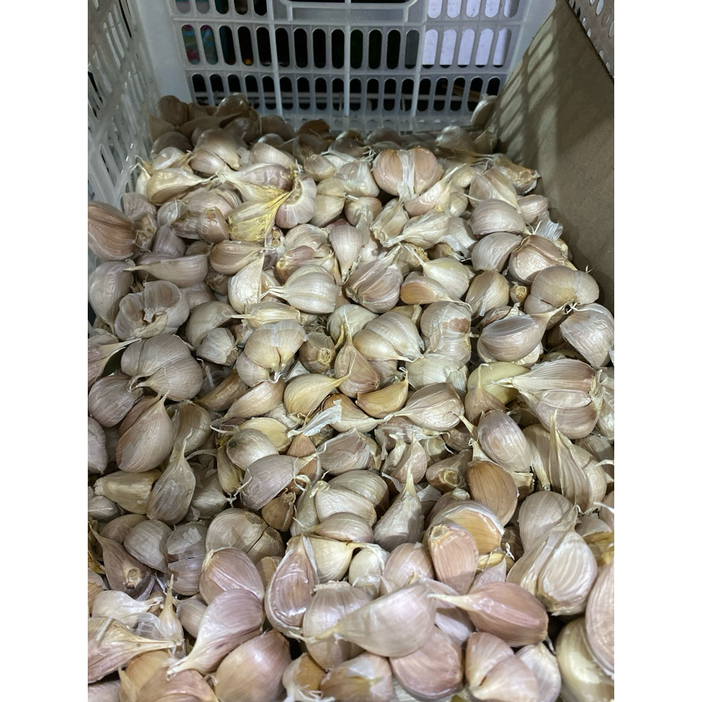 

bawang putih cating 100gr
