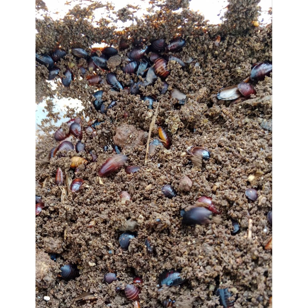 Kecoa Batu/Ceremende Umpan gurame isi lebih bayak