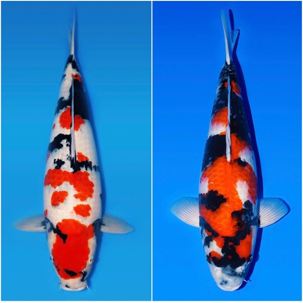 

Showa berkualitas grade A+ size 20-25cm