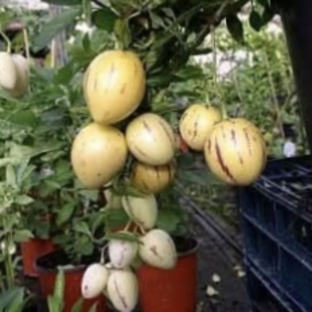 Benih Melon Pepino / Melon Mini ( 20 Butir )