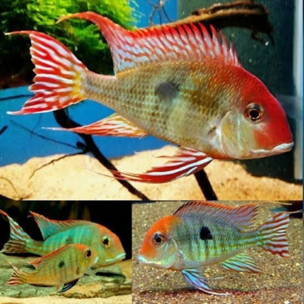 geophagus rht ( red head tapajos )
