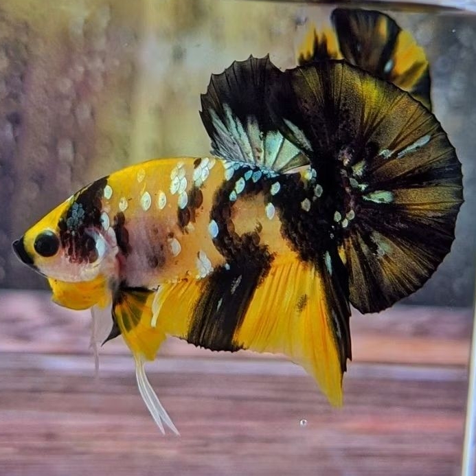 Bahanan Yellow Koi Copper Hiasan akuarium