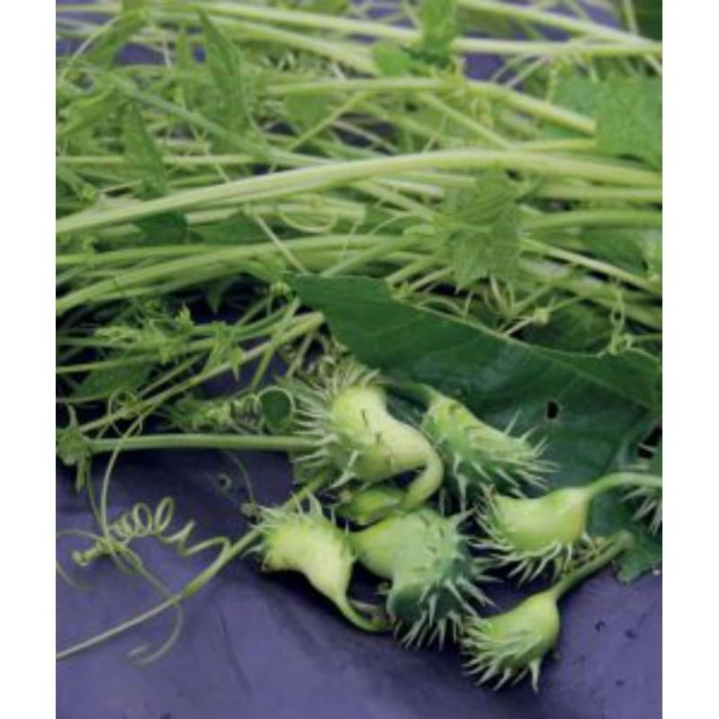 

BUAH BONTENGAN/TIMUN HUTAN 250GRAM