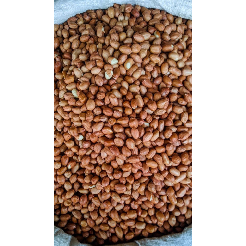 

kacang tanah kualitas terbaik