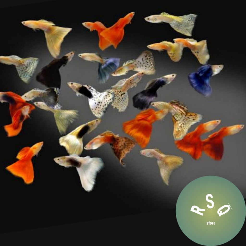 1 Pasang Hiasan Aquarium / Guppy Cendolan / Guppy Campur