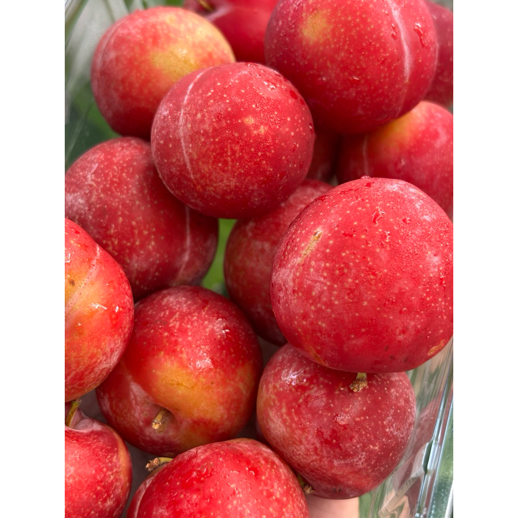 

Cherry Plum