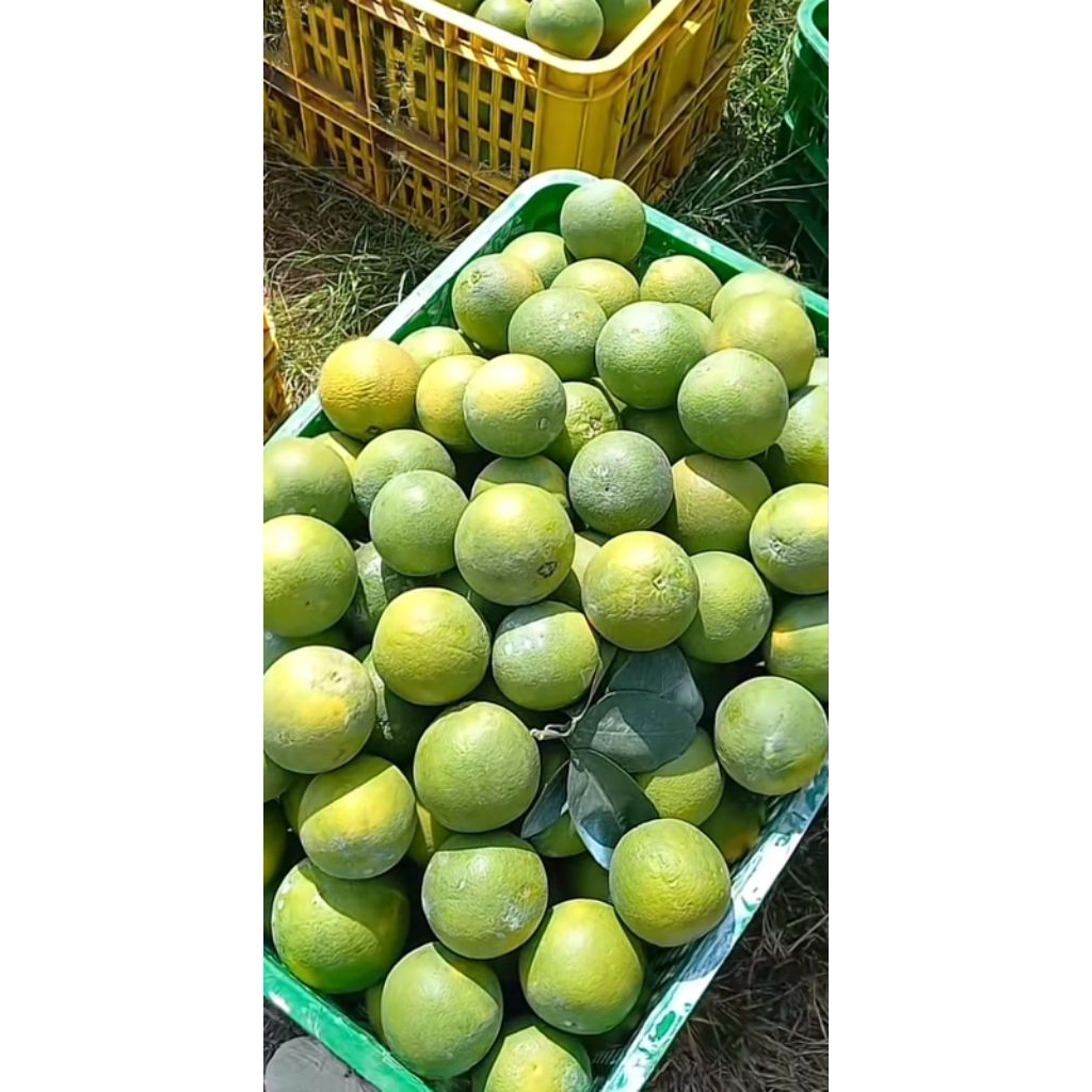 

Jeruk Peras Manis Asli Batu 1 Kg – Fresh, Lokal, Banyak Air, Tanpa Biji