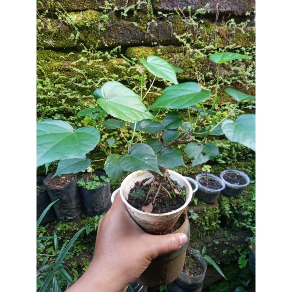 waru brazil mini hiasan bonsai mini