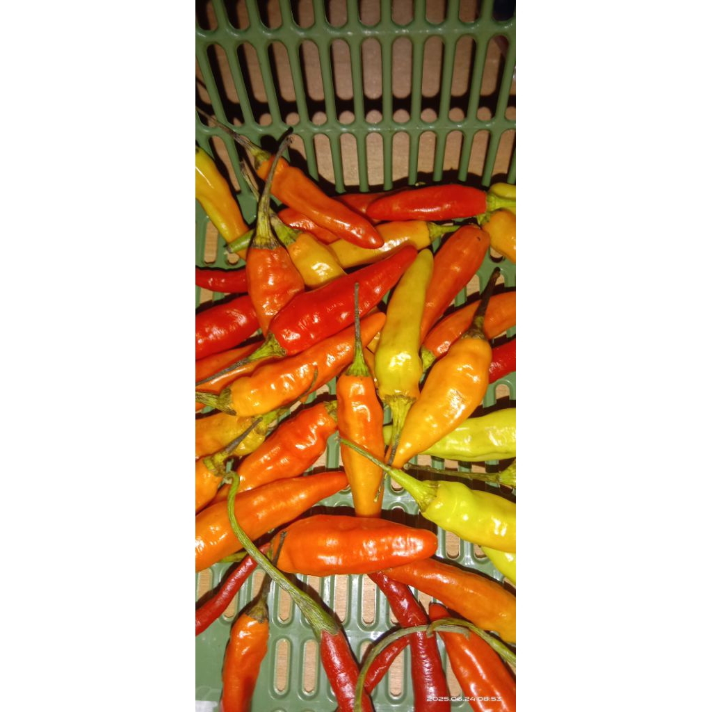 

cabai rawit setan 100gr