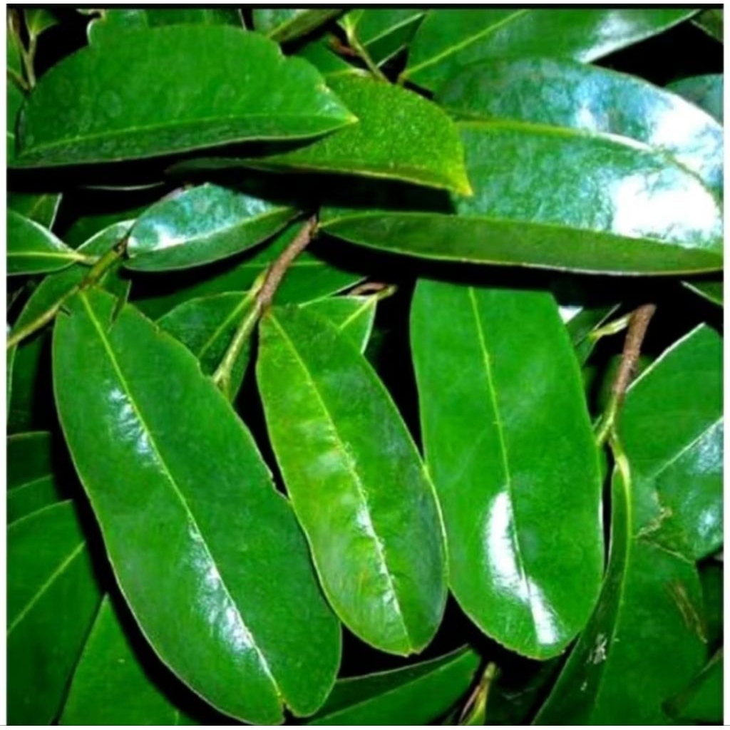 

Daun Sirsak segar 1kg fresh