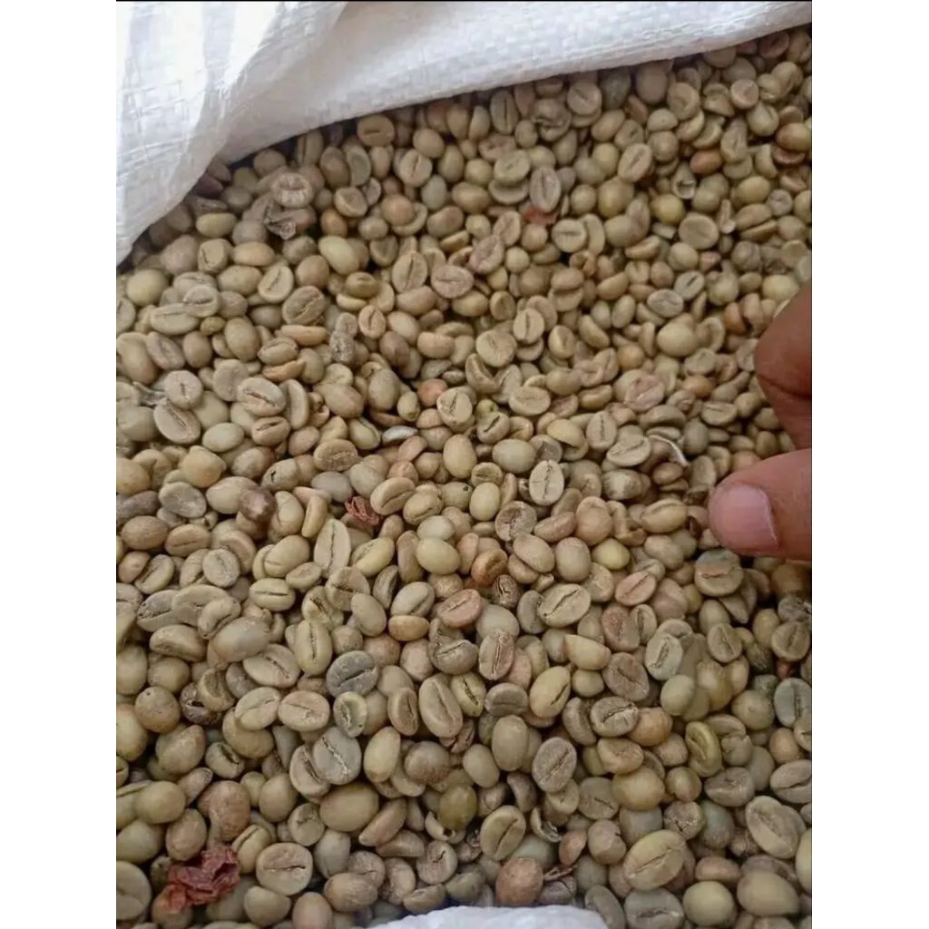 

GREEN BEANS KOPI ROBUSTA ASALAN 1KG