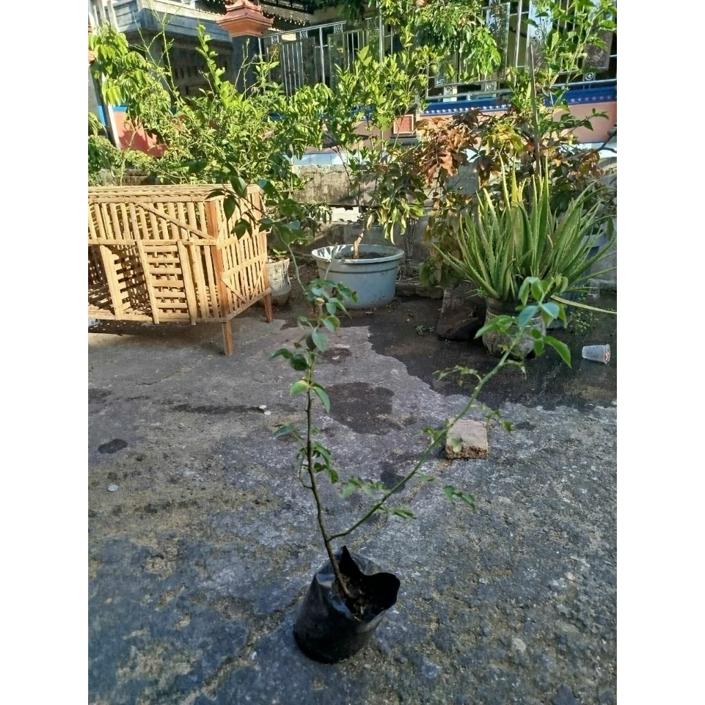 Bibit mawar kampung wangi