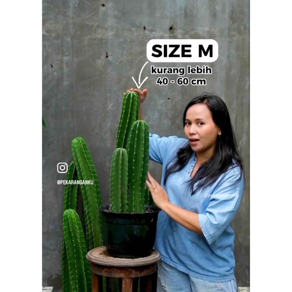 KAKTUS KOBOI TANPA DURI
