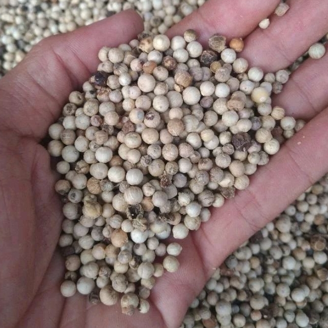 

Albin Lada Putih 500gram | Lada Termurah | Lada Biji