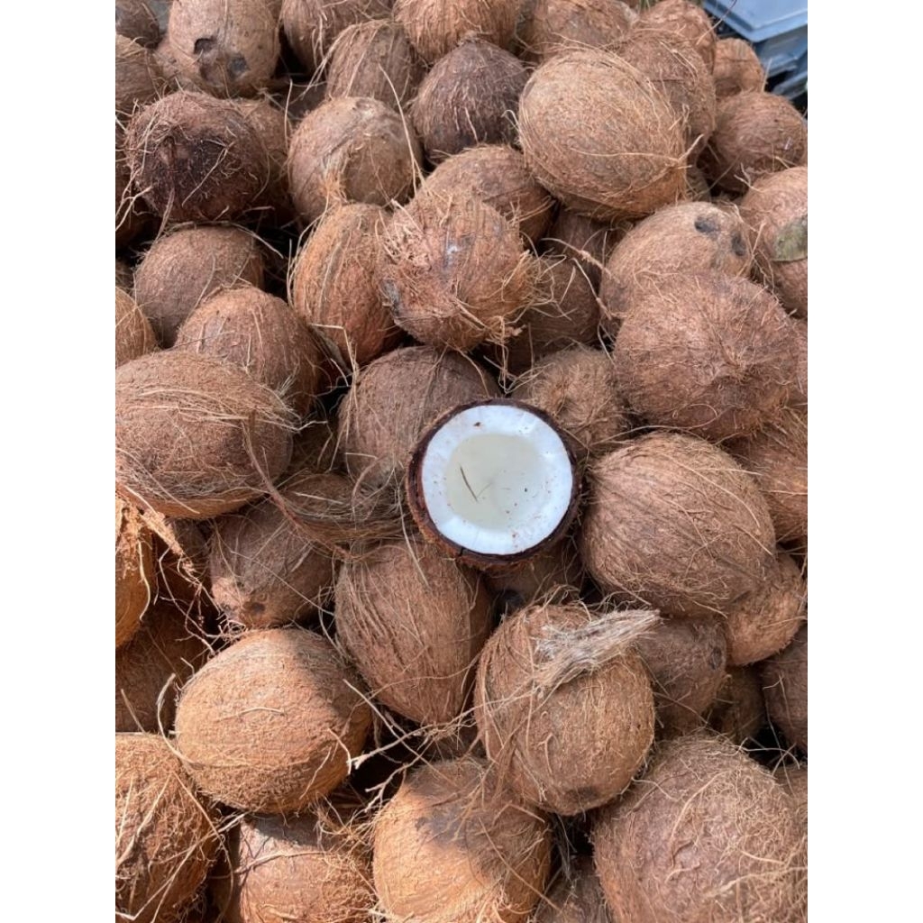 

Kelapa Tua Utuh Bahan Santan 1 Biji