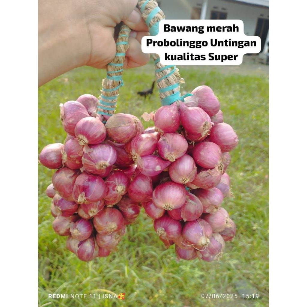 

BAWANG MERAH PROBOLINGGO UNTINGAN SUPER