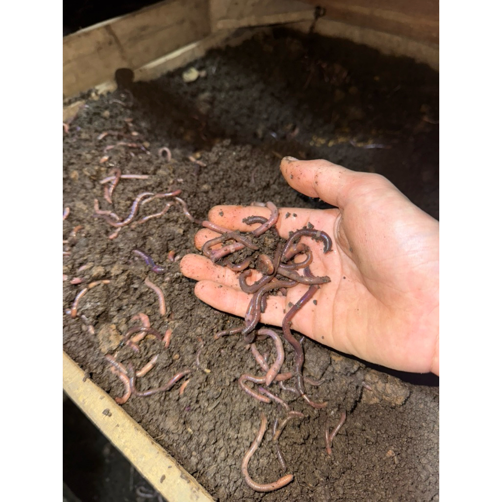 Cacing Kalung Kolet Super Hidup 1 Ons / 100gram