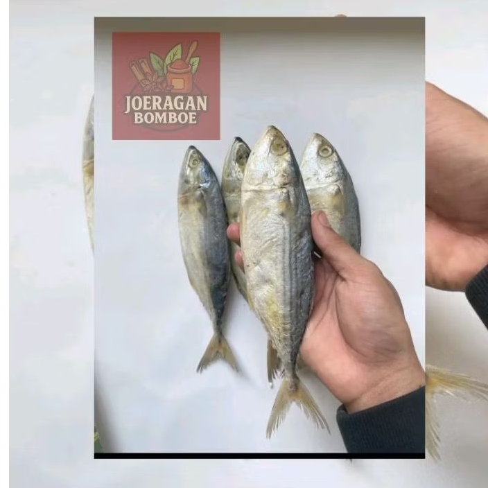 

IKAN ASIN PEDA PUTIH ASLI| RASA GURIH ASIN NAGIH!