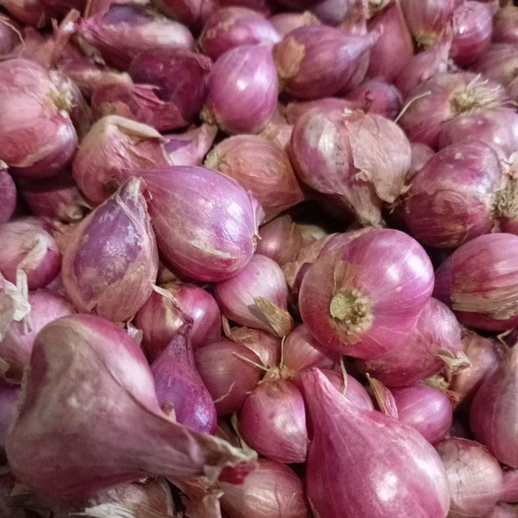 

bawangmerahsuper