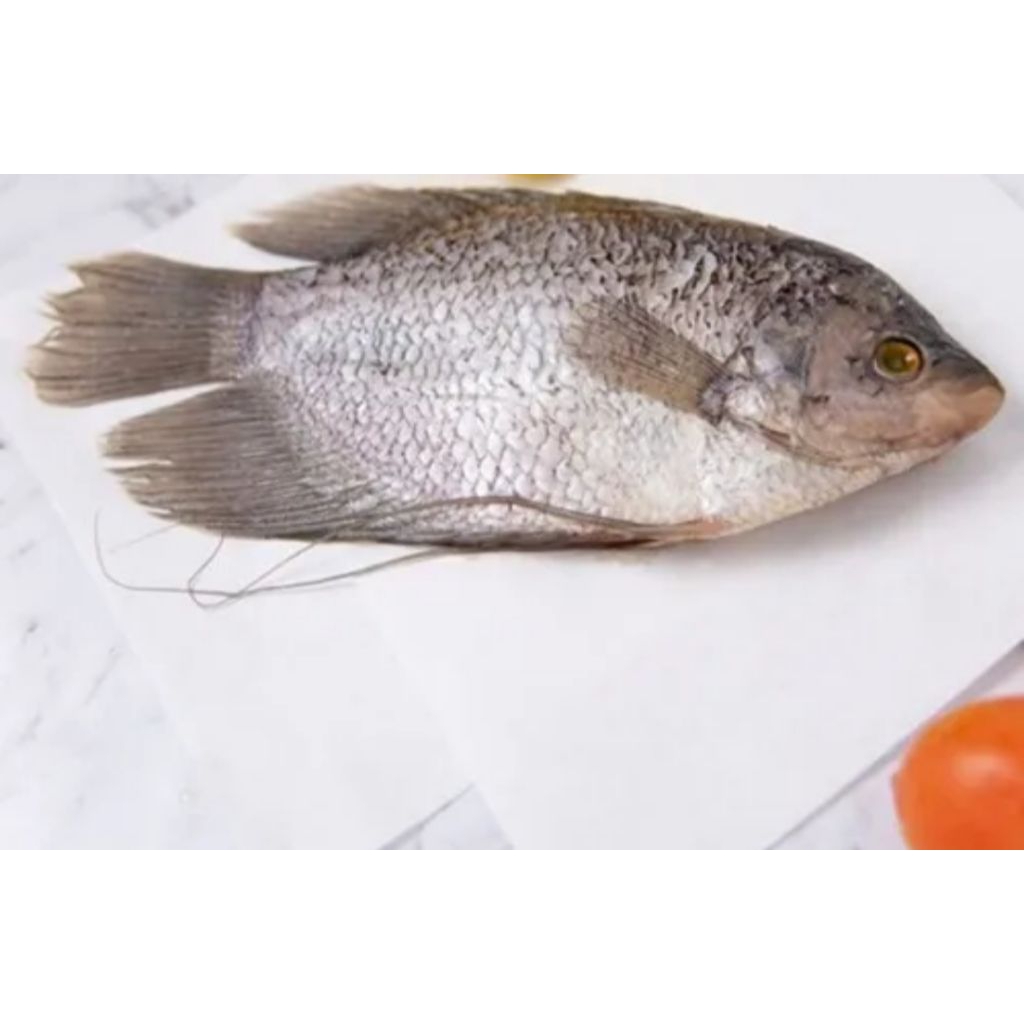 

ikan gurame