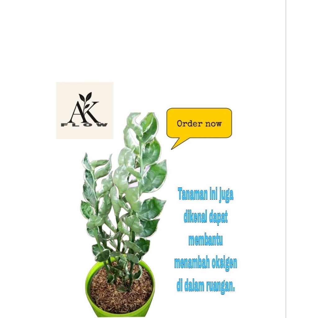 TANAMAN HIAS PATAH TULANG VARIGATA / TANAMAN HIAS UNIK / TANAMAN HIAS HIDUP