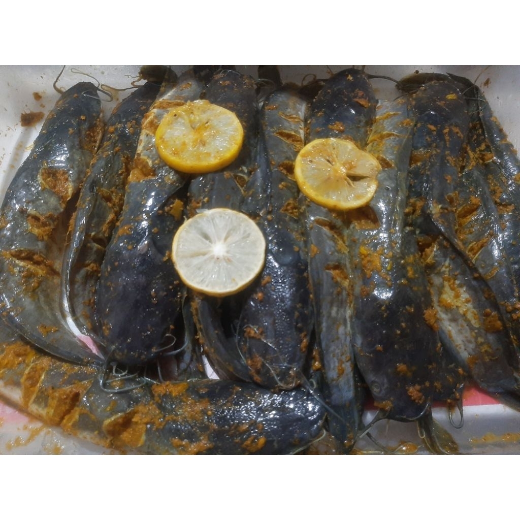 

ikan Lele Marinasi Bumbu Kuning isi 4 Ekor berat bersih 350 Gram