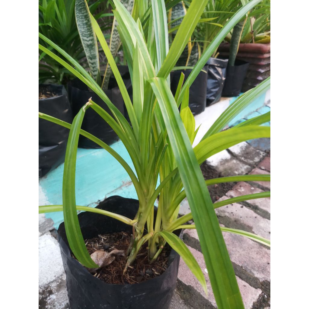

Daun Pandan Wangi