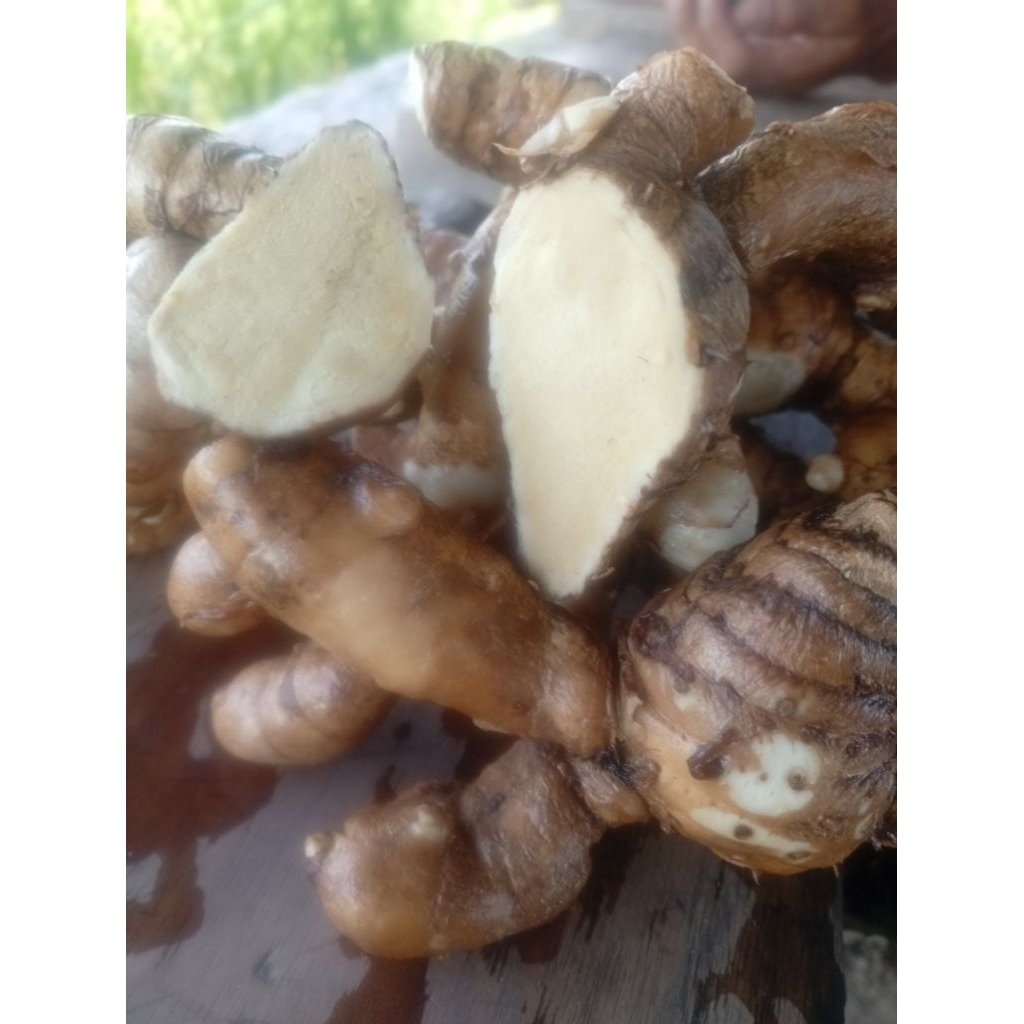 

TEMU PUTIH SEGAR ALAMI TANPA AKAR
