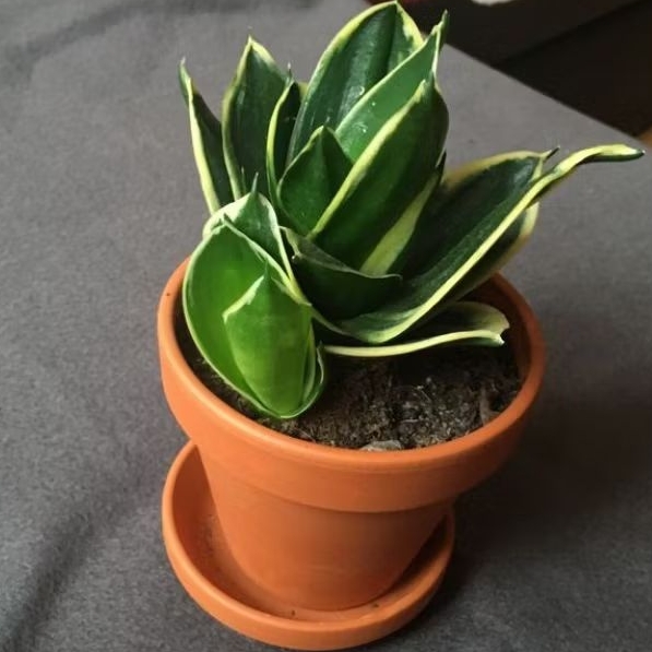 Sansevieria pagoda hijau strip kuning / sensivera mini / lidah mertua pagoda /lidah mertua mini