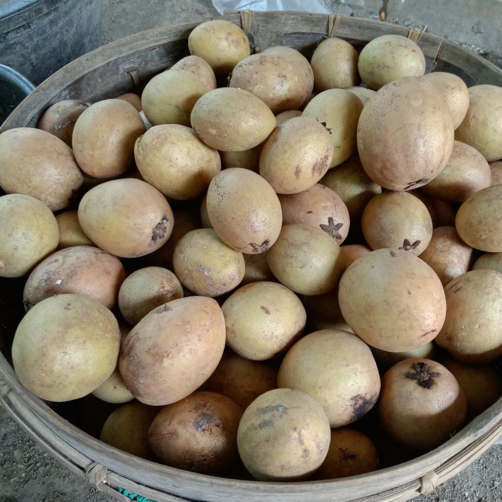 

SAWO MADU MANIS MENTAH TUA 1 KG