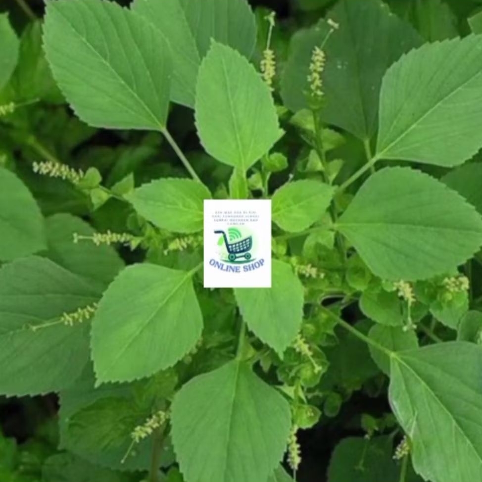 

daun anting anting herbal 1 kg