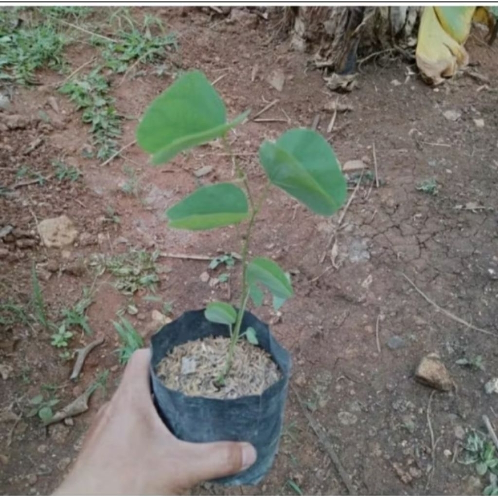 Bibit tanaman bunga kupu-kupu/Tanaman tayuman kupu kupu/Bauhinia purpurea