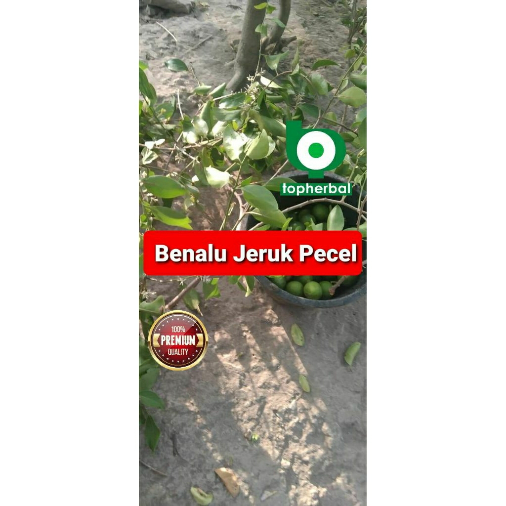 

Daun benalu jeruk pecel kering hijau grade A+ 1/2kg/500gram