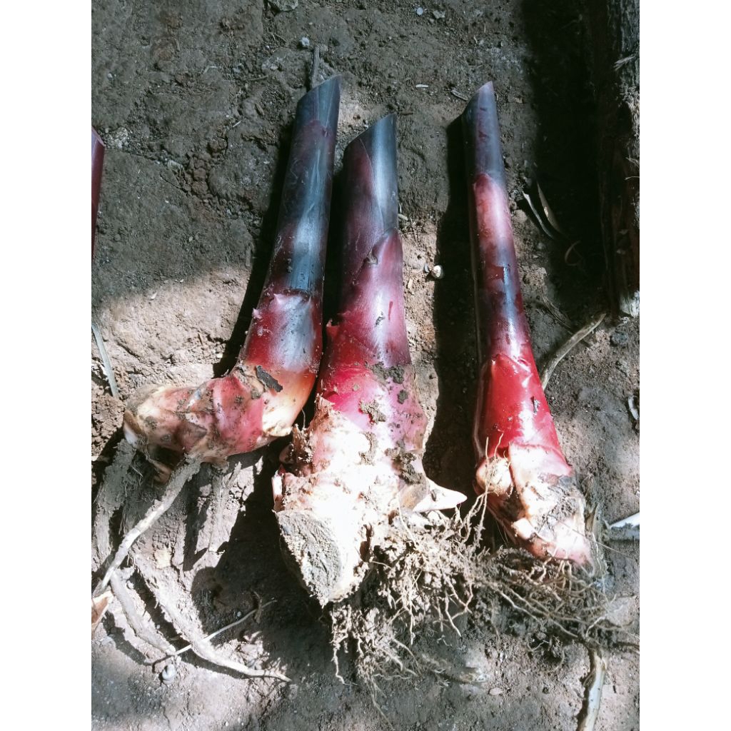 

bongol kecombrang merah