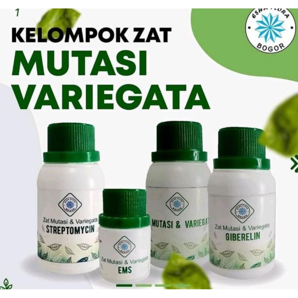 Hormon Mutasi Variegata Esha Flora