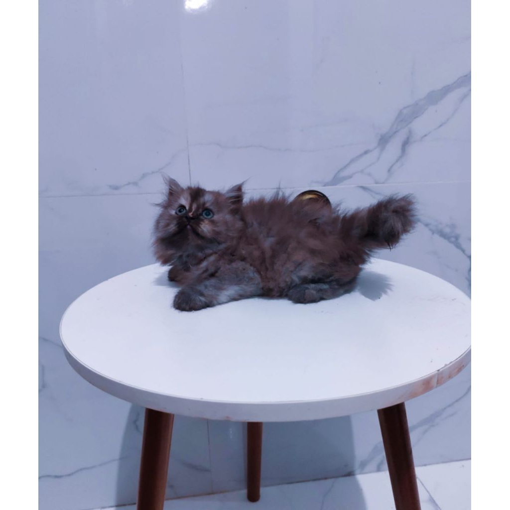 kucing Persia muchkin