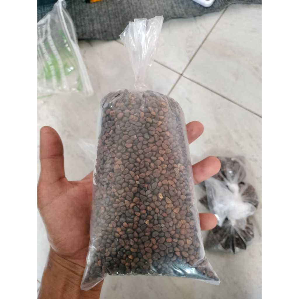 

BENIH BIBIT KANGKUNG DARAT CABUT UNGGUL KEMASAN 500 GRAM