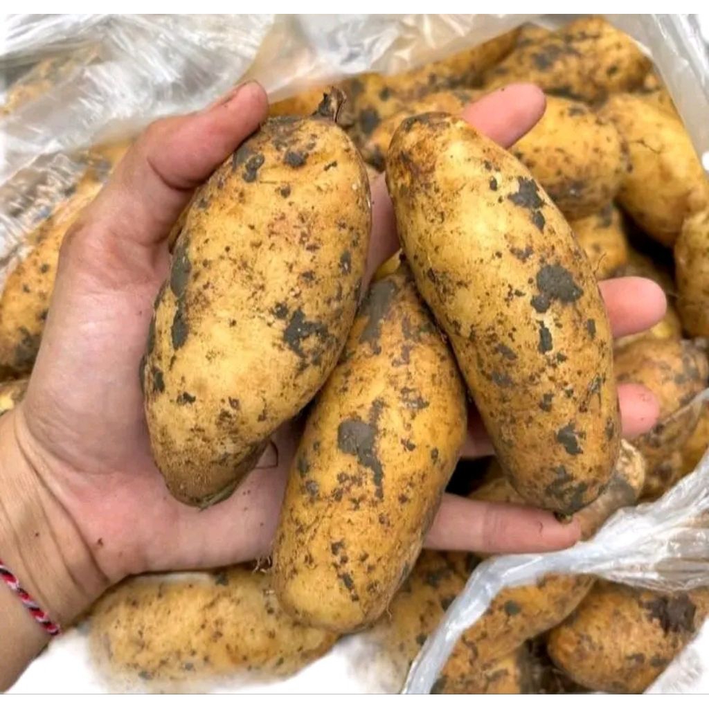 

GEMBILI KETAN ASLI PULEN