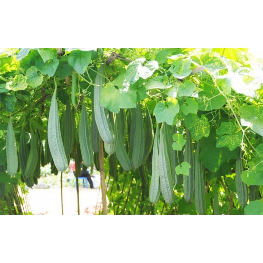 

BENIH/BIJI GAMBAS OYONG (KEMASAN ISI 5 GRAM)