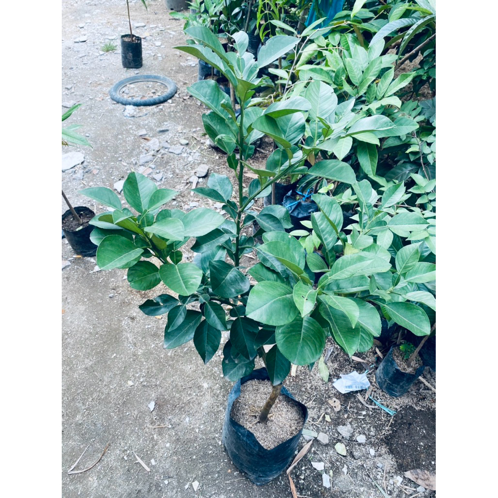 

BIBIT JERUK BALI PREMIUM KONDISI SIAP BERBUAH