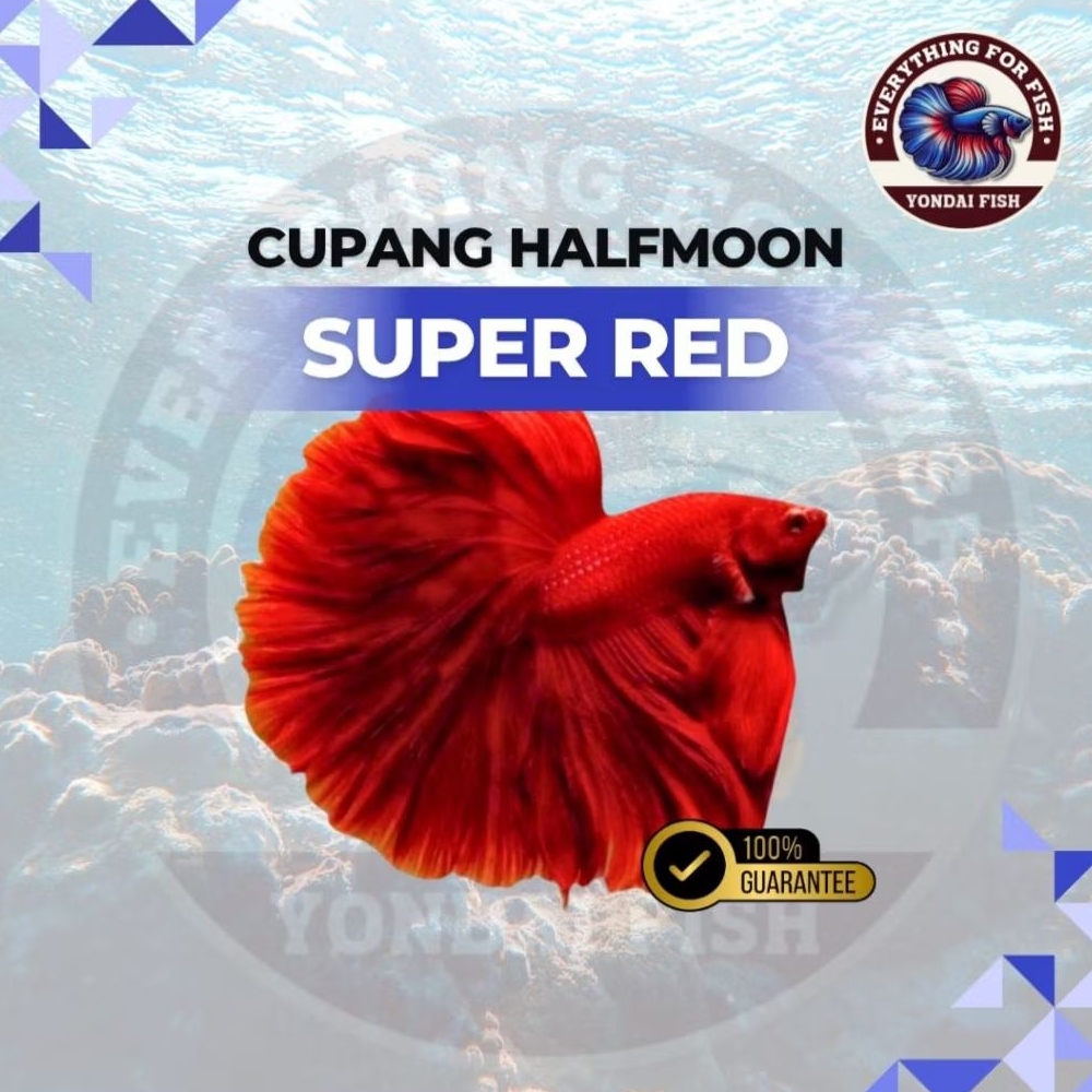 Cupang Halfmoon Super Red | REAL PICT | TOP GRADE | BEST SELLER | CUPANG MERAH LUCU