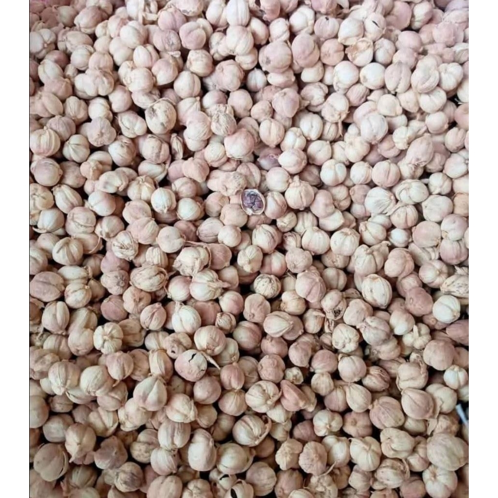 

kapulaga kering / kapolaga premium
