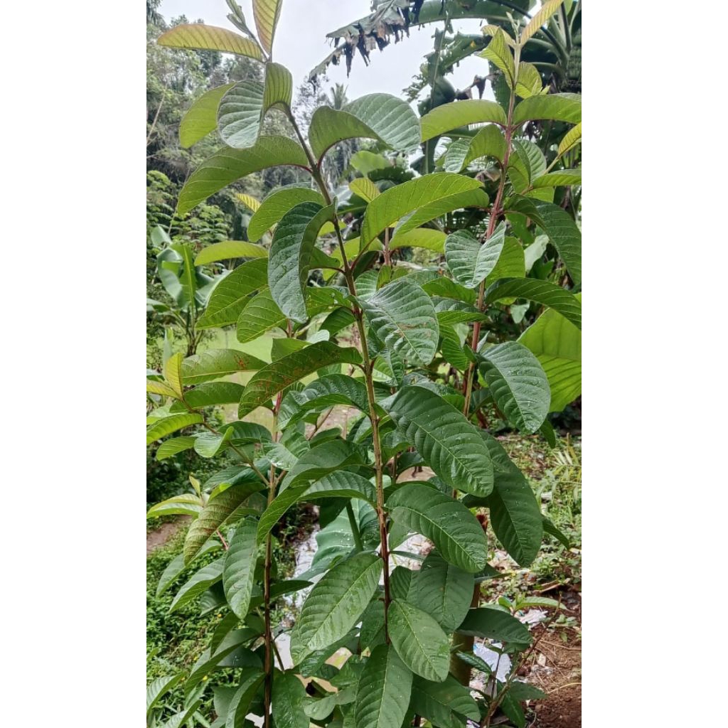 

terlaris daun jambu biji 100 lembar segar herbal alami