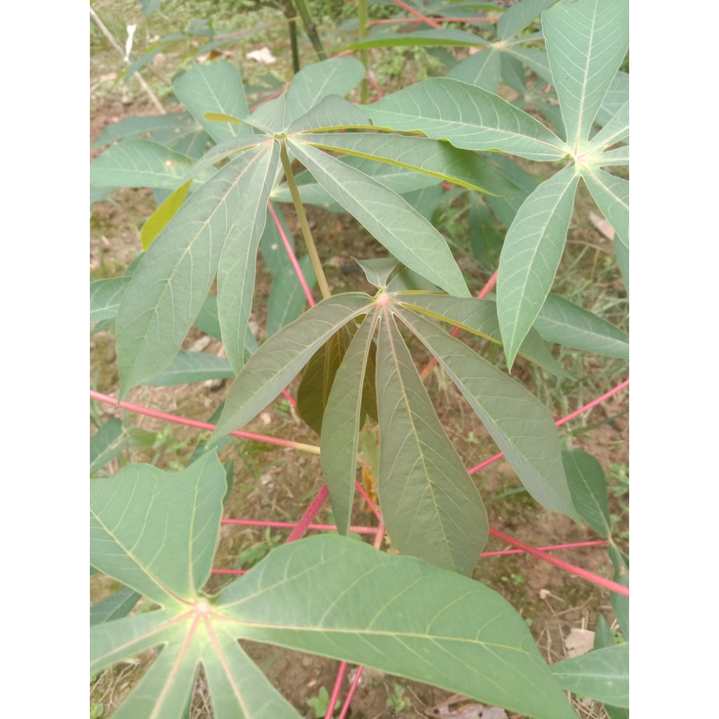 paket 5 batang bibit stek batang ubi kayu mentega