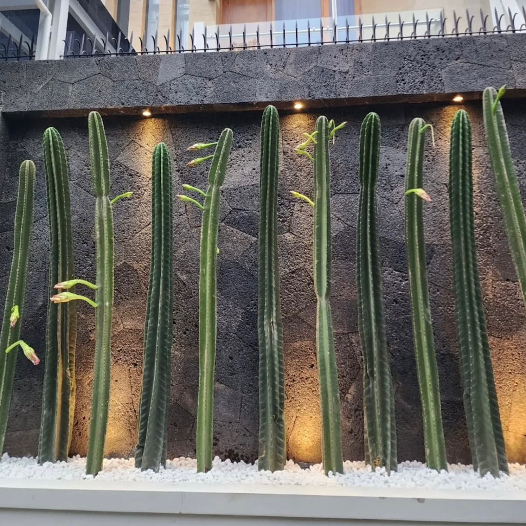 tanaman kaktus koboi tinggi 2 meter kaktus koboi 2 meter kaktus hias