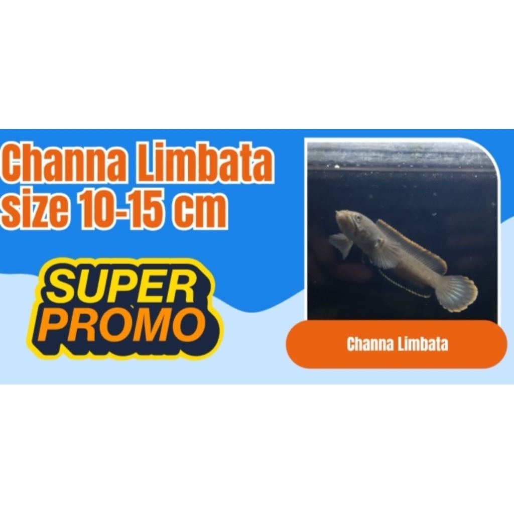 Channa limbata. size 10-15 cm