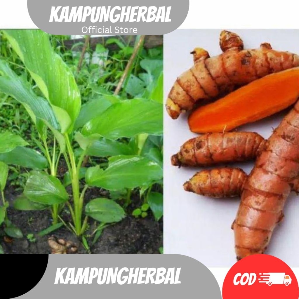 

BIBIT POHON KUNYIT KUNING - kunyit masak termurah berkualitas fresh