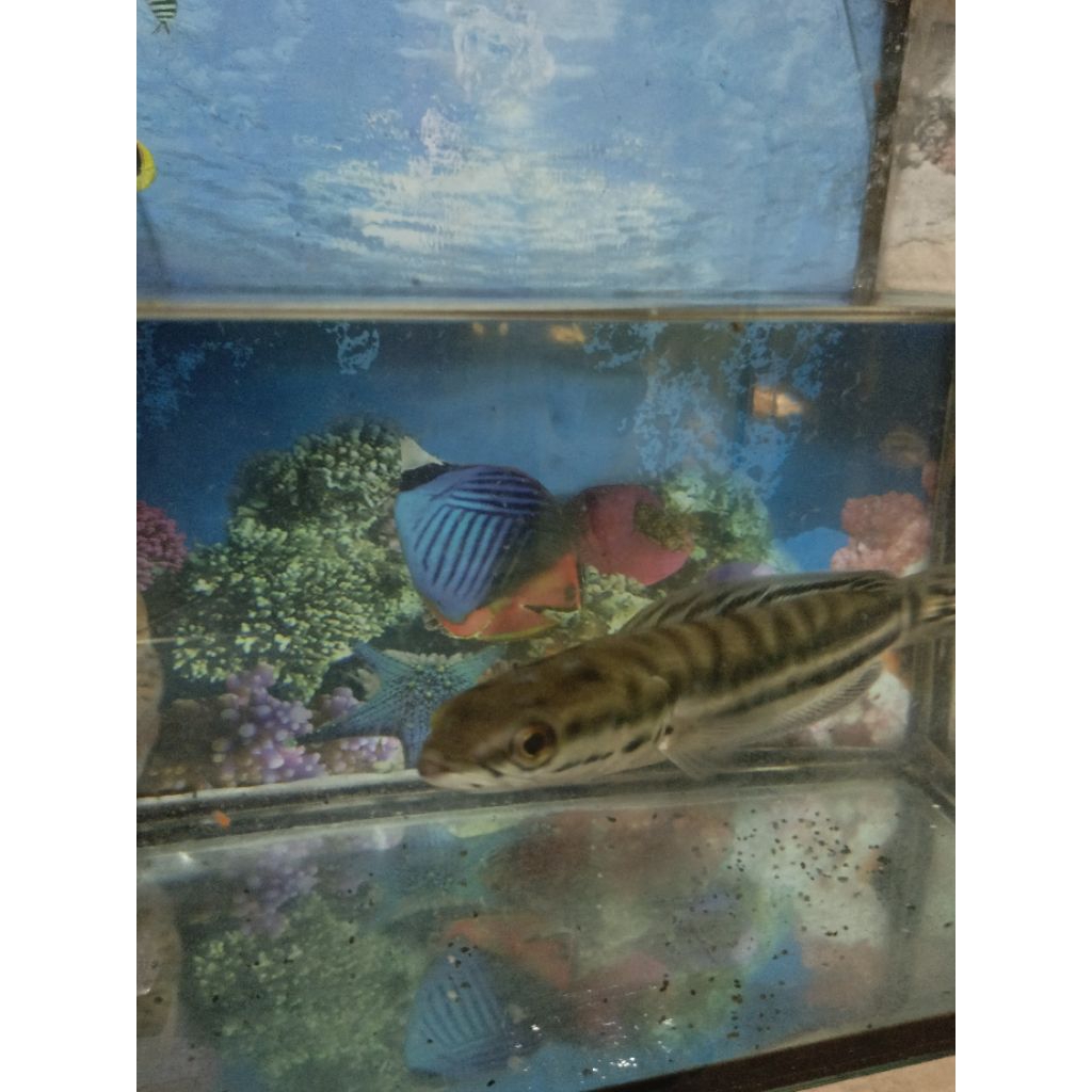 

Ikan Toman Jawa (khusus pengiriman instan pekanbaru)
