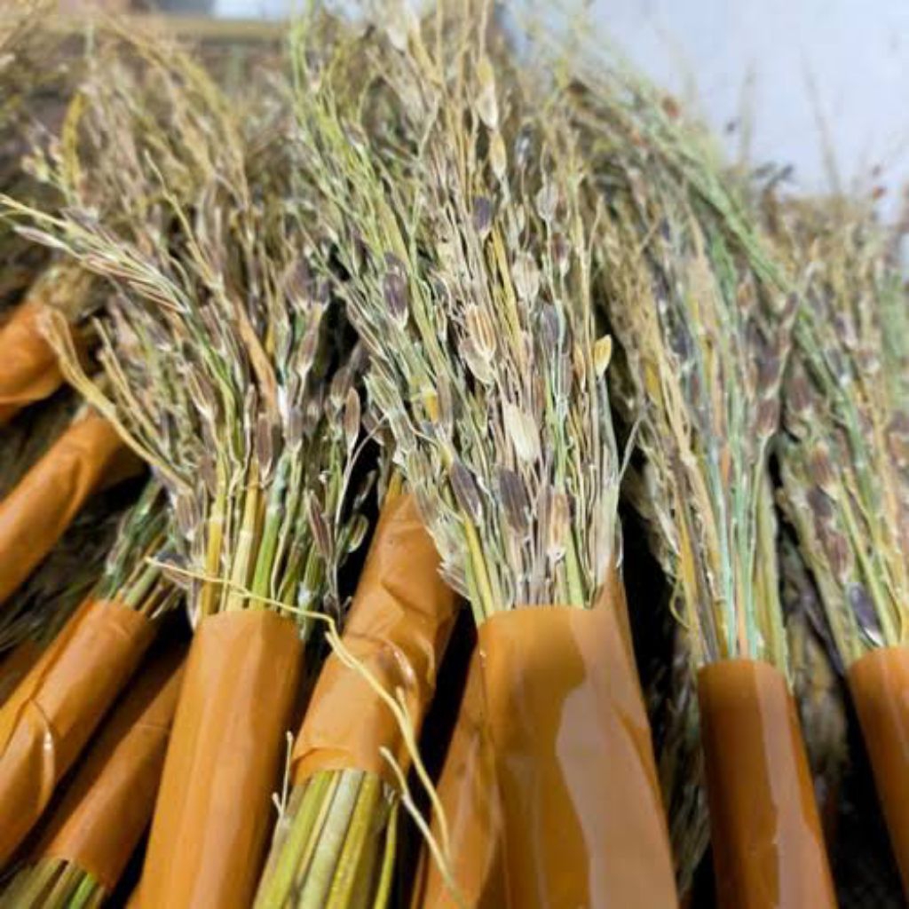 Sapu Padi Ketan Hitam / Merang Ketan Hitam Isi Per Ikat